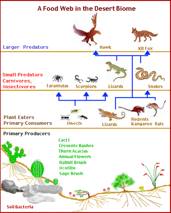What are some animals in the semiarid desert biome?